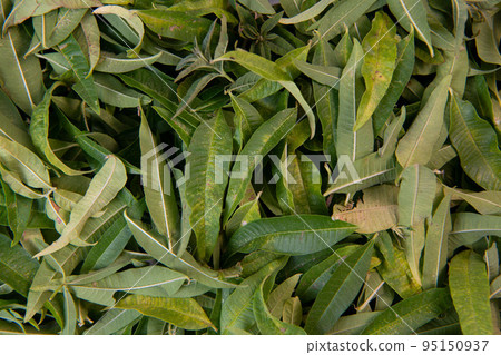 Dried verbena leaves for herbal tea 95150937