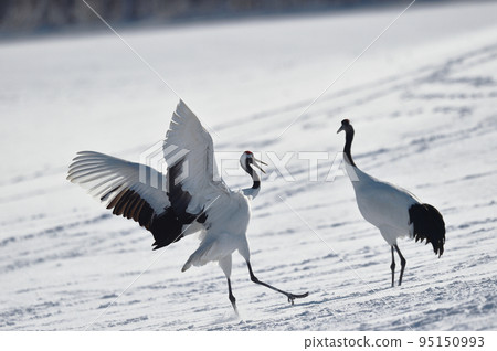 起重機的跳舞（北海道，Tsurui） 95150993