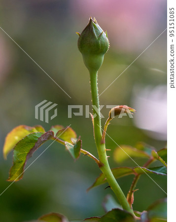 Roses begin to bloom the petals slowly bloom Roses begin to bloom the petals slowly bloom 95151085