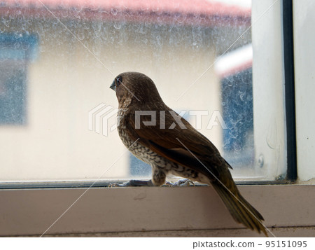Bird at the glass window Bird at the glass window 95151095