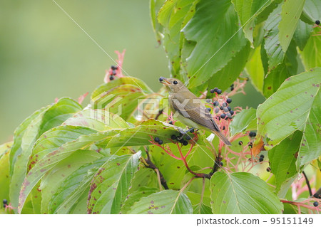 A narcissus flycatcher came to eat the fruit of anemone dogwood A narcissus flycatcher came to eat the fruit of anemone dogwood 95151149