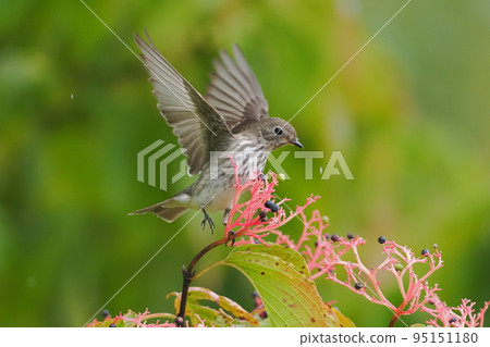 Ezobitaki who came to eat the fruit of the anemone dogwood Ezobitaki who came to eat the fruit of the anemone dogwood 95151180