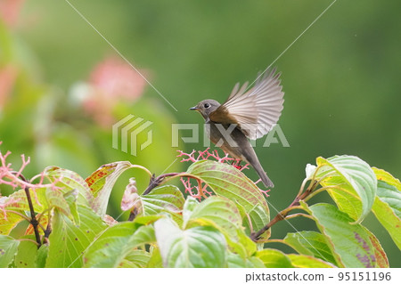 A shark flycatcher who came to eat the fruit of the anemone dogwood A shark flycatcher who came to eat the fruit of the anemone dogwood 95151196