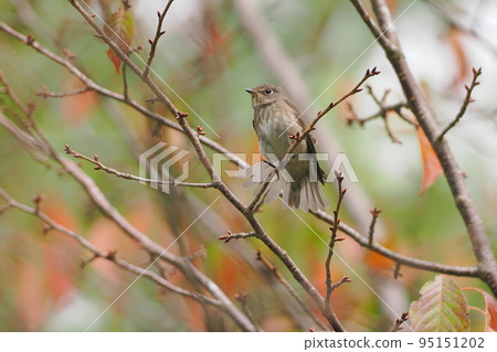 A shark flycatcher I met on my trip to the south 95151202