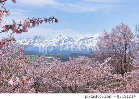 美瑛的春天 95151214