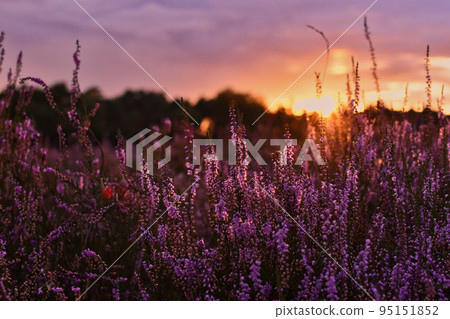 Sunset in the blooming heath. Westruper Heide. Westrup Heath, near Haltern am See in Germany. 95151852