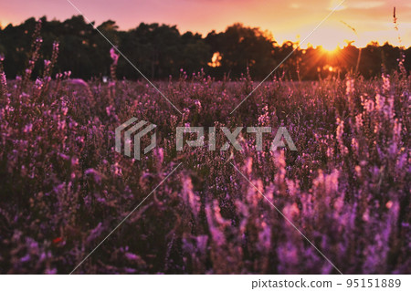 Sunset in the blooming heath. Westruper Heide. Westrup Heath, near Haltern am See in Germany. 95151889