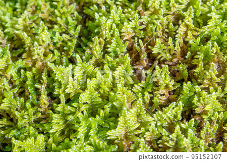 moss texture 95152107