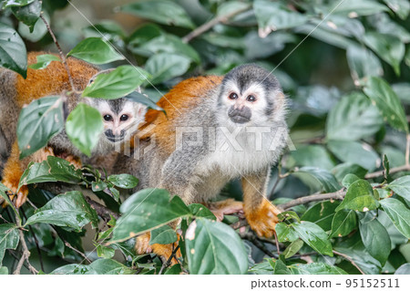 Central American squirrel monkey, Saimiri oerstedii, Quepos, Costa Rica wildlife Central American squirrel monkey, Saimiri oerstedii, Quepos, Costa Rica wildlife 95152511