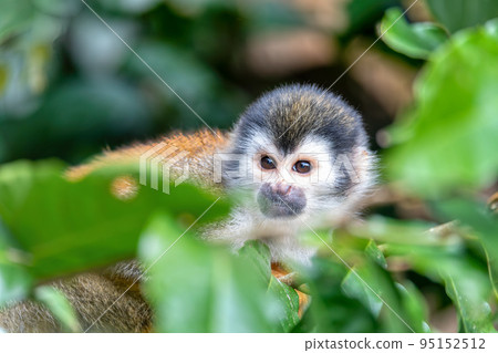 Central American squirrel monkey, Saimiri oerstedii, Quepos, Costa Rica wildlife Central American squirrel monkey, Saimiri oerstedii, Quepos, Costa Rica wildlife 95152512