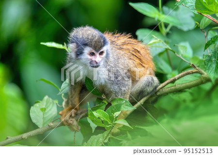 Central American squirrel monkey, Saimiri oerstedii, Quepos, Costa Rica wildlife Central American squirrel monkey, Saimiri oerstedii, Quepos, Costa Rica wildlife 95152513
