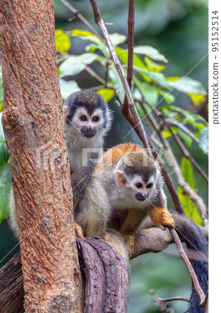 Central American squirrel monkey, Saimiri oerstedii, Quepos, Costa Rica wildlife Central American squirrel monkey, Saimiri oerstedii, Quepos, Costa Rica wildlife 95152514