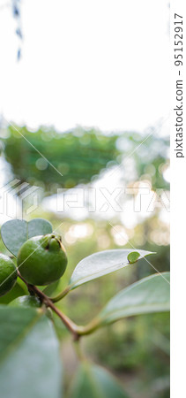 Still green fruit in the garden Still green fruit in the garden 95152917
