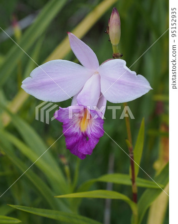 Nariyaran flower Arundina graminifolia 95152935