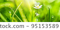 Macro with soft focus rain dew drops on a green grass leaves, anemone in sun light panorama. Nature background closeup. Spring floral greeting card template. Artistic toned image. Pastel golden toned 95153589