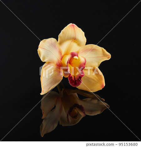 Cymbidium orchid flower on black glass background with reflection Cymbidium orchid flower on black glass background with reflection 95153680