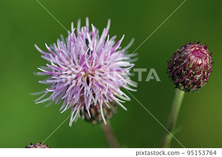 Creeping thistle flower and bud in close up Creeping thistle flower and bud in close up 95153764