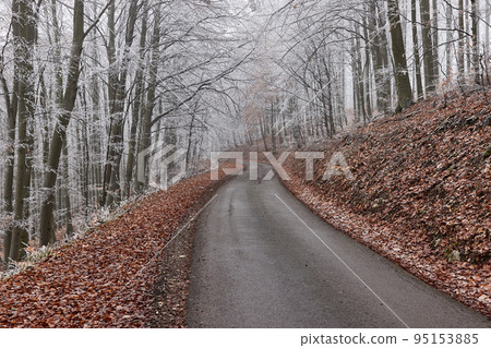 Winter forest road, frost on trees Winter forest road, frost on trees 95153885