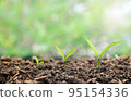 Small young plant seedlings with growing steps on soil. 95154336