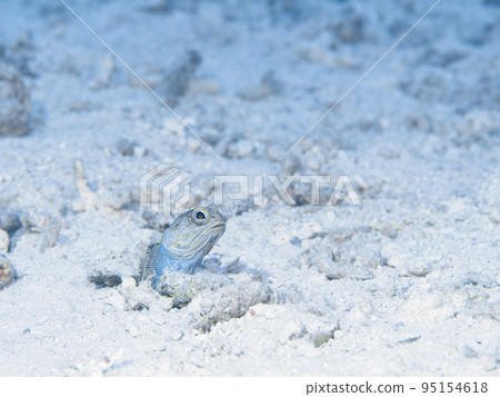 Ago Amadai Jawfish Ago Amadai Jawfish 95154618