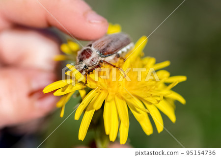 Kid touches Melolontha beatle sitting on yellow dandelion with his finger 95154736
