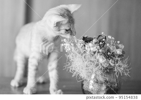 一隻可愛的棕色老虎小貓的日常風景 一隻可愛的棕色老虎小貓的日常風景 95154838