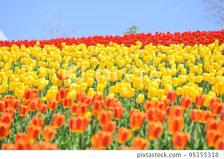 Colorful tulip field Colorful tulip field 95155318