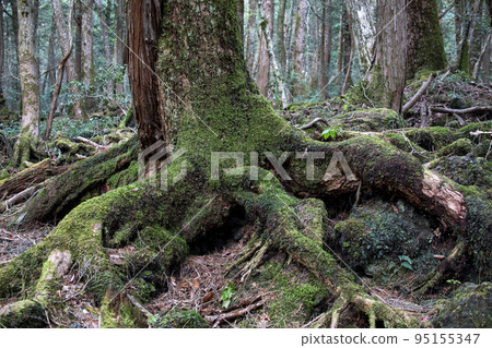 植根於熔岩的樹海樹 95155347