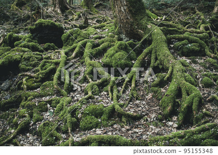 Trees in the sea of trees covered with moss 95155348