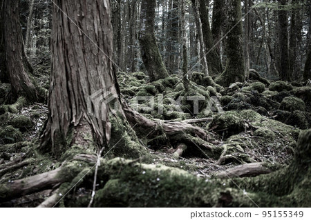 Aokigahara Seaweed's forests 95155349