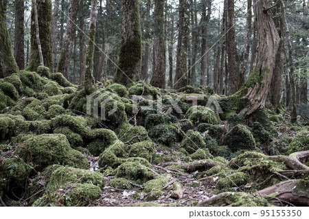 Aokigahara Jukai Aokigahara Jukai 95155350