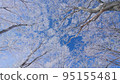 霜凍覆蓋的樹木和晴朗的天氣 95155481