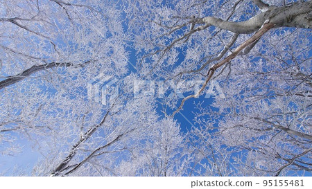 霜凍覆蓋的樹木和晴朗的天氣 95155481