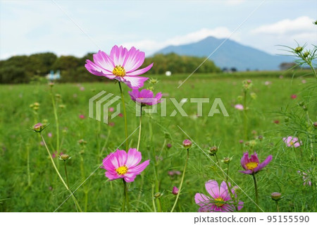 以筑波山為背景的淡粉色秋櫻的景色 95155590
