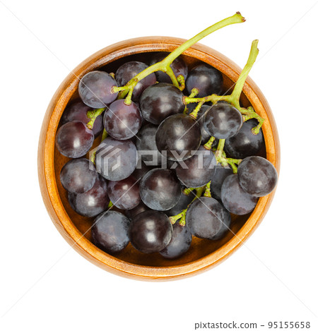 Common grape vines, in a wooden bowl. Freshly picked vines of ripe wild grapes, Vitis vinifera, with small dark purple grapes, showing a natural epicuticular pale wax bloom. Close up macro food photo. Common grape vines, in a wooden bowl. Freshly picked vines of ripe wild grapes, Vitis vinifera, with small dark purple grapes, showing a natural epicuticular pale wax bloom. Close up macro food photo. 95155658