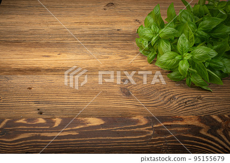 Fresh Basil on Wood Table Background, Green Basilic Bunch on Rustic Wooden Desk Plate 95155679