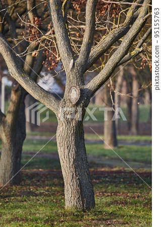 Old tree trunk in a park 95155763
