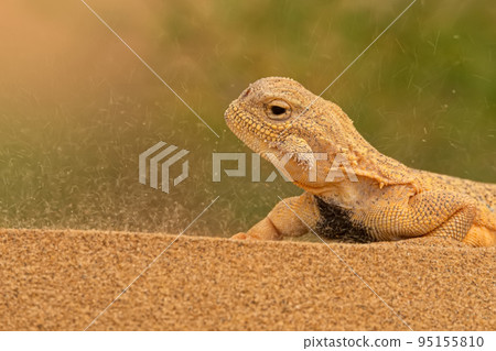 Secret Toadhead Agama or Phrynocephalus mystaceus. Toad-headed agama Secret Toadhead Agama or Phrynocephalus mystaceus. Toad-headed agama 95155810