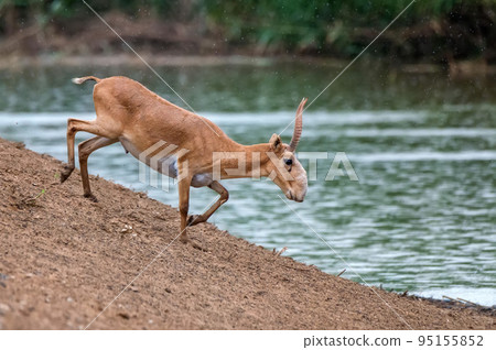 Saiga antelope or Saiga tatarica stands in steppe near waterhole 95155852