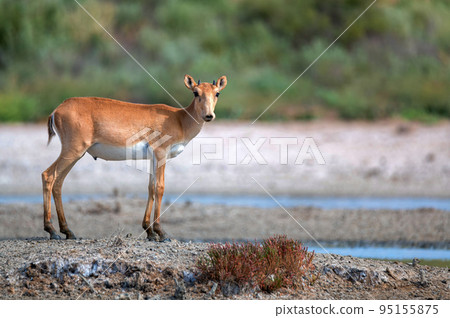 Young saiga antelope or Saiga tatarica walks in steppe 95155875