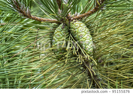 Pine nut fruit Pine nut fruit 95155876