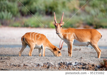 Saiga antelope or Saiga tatarica stands in steppe near waterhole 95155882