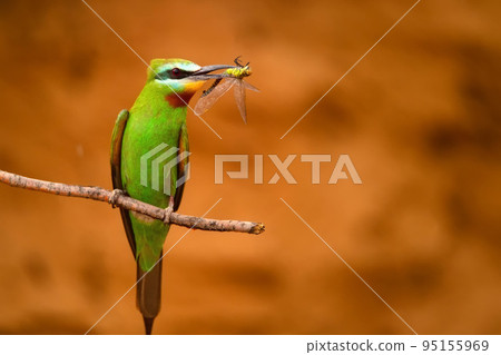 Merops persicus or blue-cheeked bee-eater sits on the twig with its prey 95155969