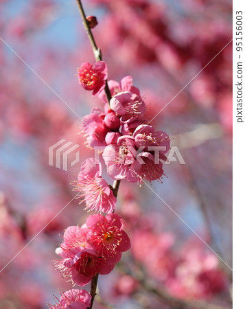 Plum blossoms at Hirashiba Bairin Park in Toyota City, Aichi Prefecture Plum blossoms at Hirashiba Bairin Park in Toyota City, Aichi Prefecture 95156003