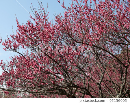 Plum blossoms at Hirashiba Bairin Park in Toyota City, Aichi Prefecture Plum blossoms at Hirashiba Bairin Park in Toyota City, Aichi Prefecture 95156005