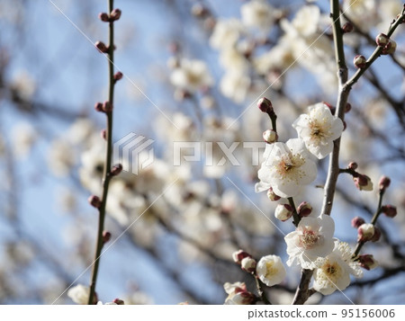 Plum blossoms at Hirashiba Bairin Park in Toyota City, Aichi Prefecture Plum blossoms at Hirashiba Bairin Park in Toyota City, Aichi Prefecture 95156006