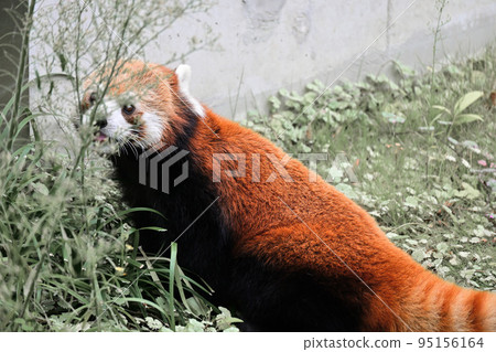 Lesser panda 95156164