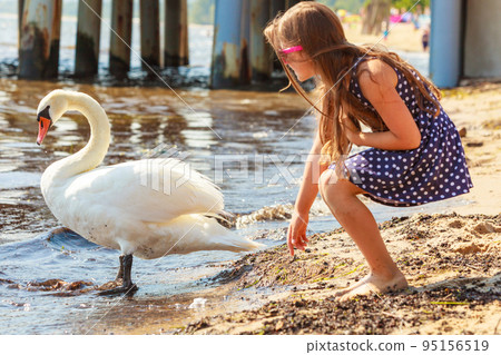 Girl playing with adult swan. Girl playing with adult swan. 95156519