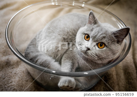 Gray British Shorthair cat lying in glass bowl 95156659