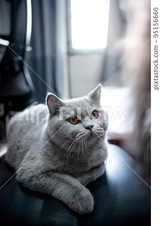 Gray British Shorthair cat relaxing at home 95156660